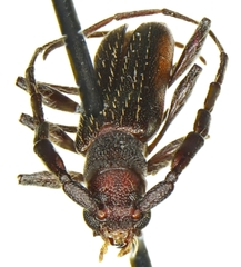 Neocompsa puncticollis