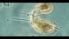 Campascus interstitialis