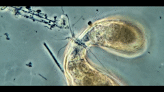 Campascus interstitialis