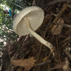 Lepiota clypeolaria