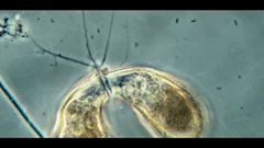 Campascus interstitialis