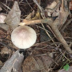 Lepiota clypeolaria