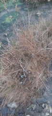 Eleocharis elliptica