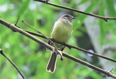 Myiopagis viridicata