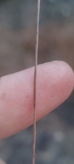 Eleocharis elliptica