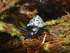 Cypherotylus impressopunctatus