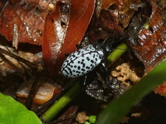 Cypherotylus impressopunctatus