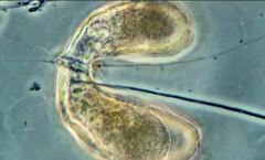 Campascus interstitialis