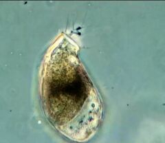 Campascus interstitialis