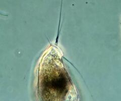 Campascus interstitialis