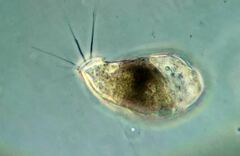 Campascus interstitialis