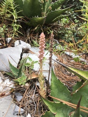 Villadia aristata