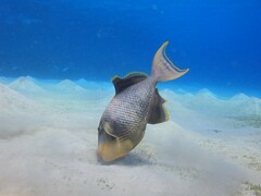 Pseudobalistes flavimarginatus