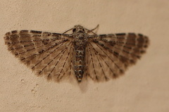 Alucita pygmaea