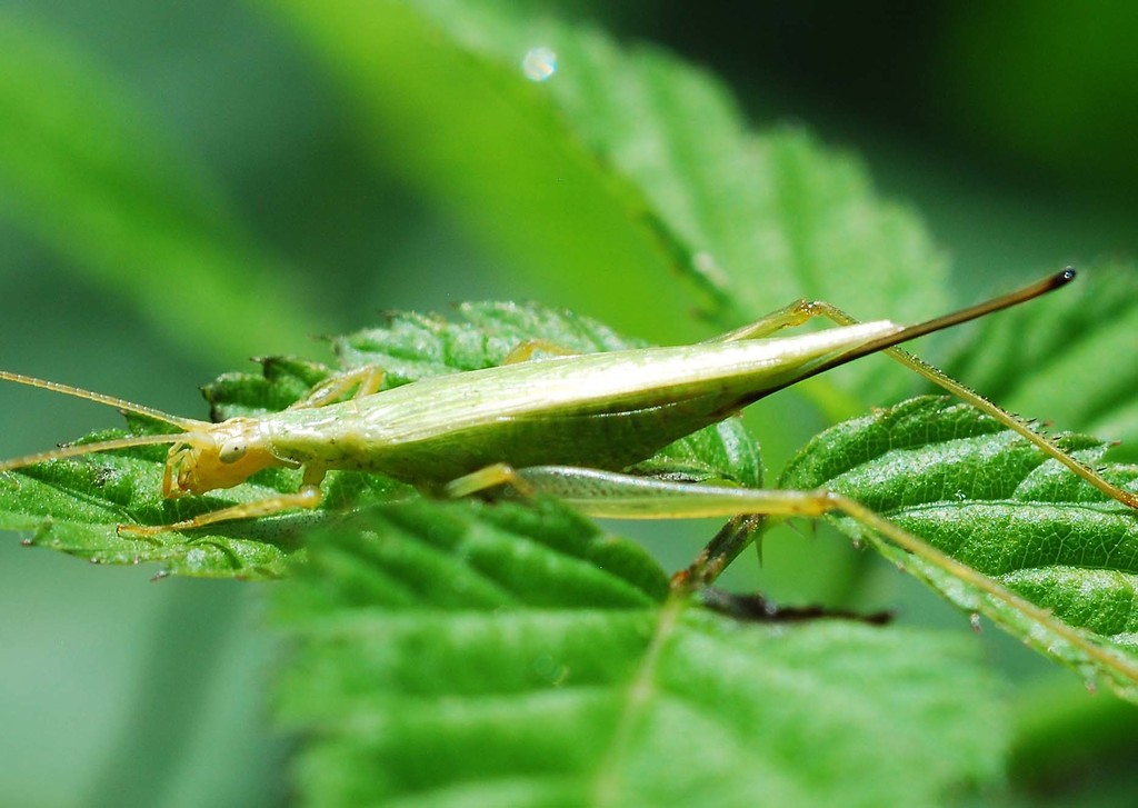 Common Tree Crickets (Arthropods of Long Branch/Glencarlyn Park