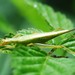 Common Tree Crickets - Photo (c) Paul B., some rights reserved (CC BY-NC-ND), uploaded by Paul B.