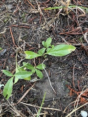 Ditaxis humilis