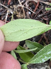 Ditaxis humilis