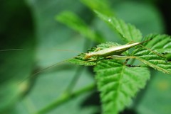 Oecanthus longicauda