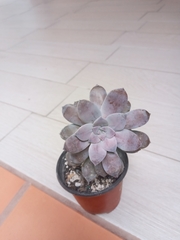 Graptopetalum