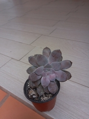 Graptopetalum