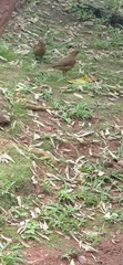 Turdus grayi