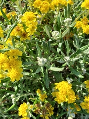 Eriophyllum staechadifolium