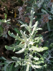 Eriophyllum staechadifolium