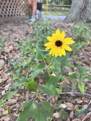 Helianthus debilis