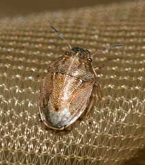 Neottiglossa pusilla