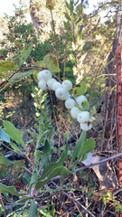 Symphoricarpos