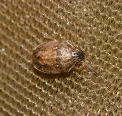 Neottiglossa pusilla