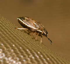 Neottiglossa pusilla