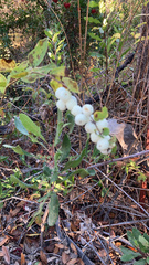 Symphoricarpos