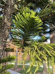 Araucaria