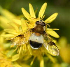 Leucozona lucorum