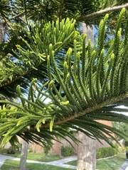 Araucaria