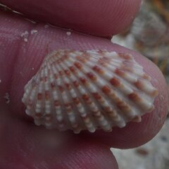 Cardites floridanus