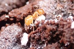 Acanthomyops