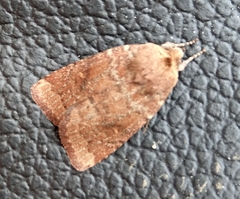 Pseudorthodes vecors