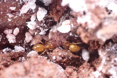 Acanthomyops