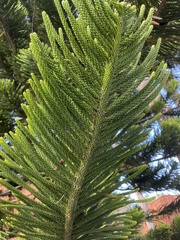 Araucaria