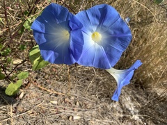 Ipomoea tricolor