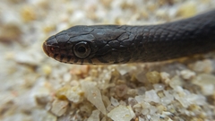 Natriciteres olivacea