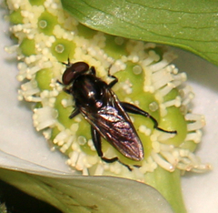 Chalcosyrphus