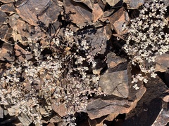 Tidestromia lanuginosa
