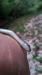 Natriciteres olivacea