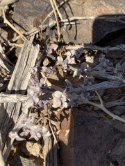 Tidestromia lanuginosa