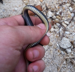 Natriciteres olivacea