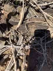 Tidestromia lanuginosa